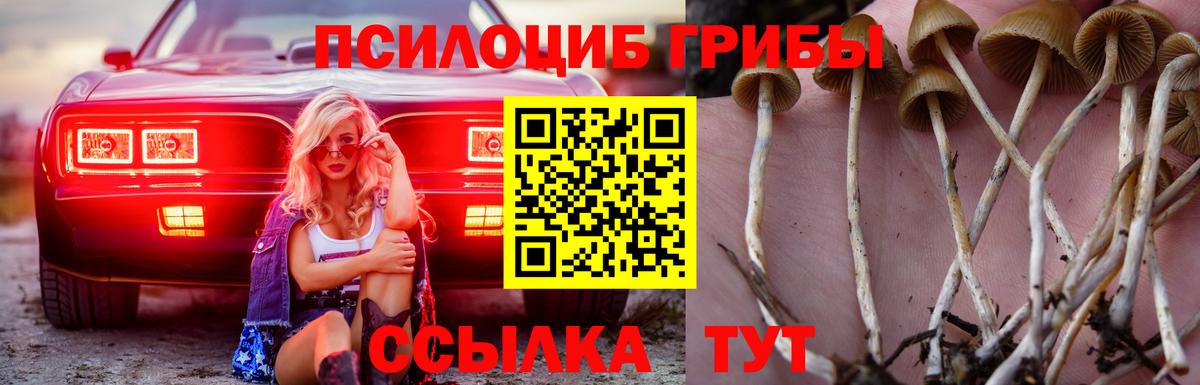 Псилоцибиновые грибы Psilocybe Добрянка